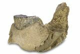 Southern Mammoth Partial Mandible with M Molar - Hungary #295857-5